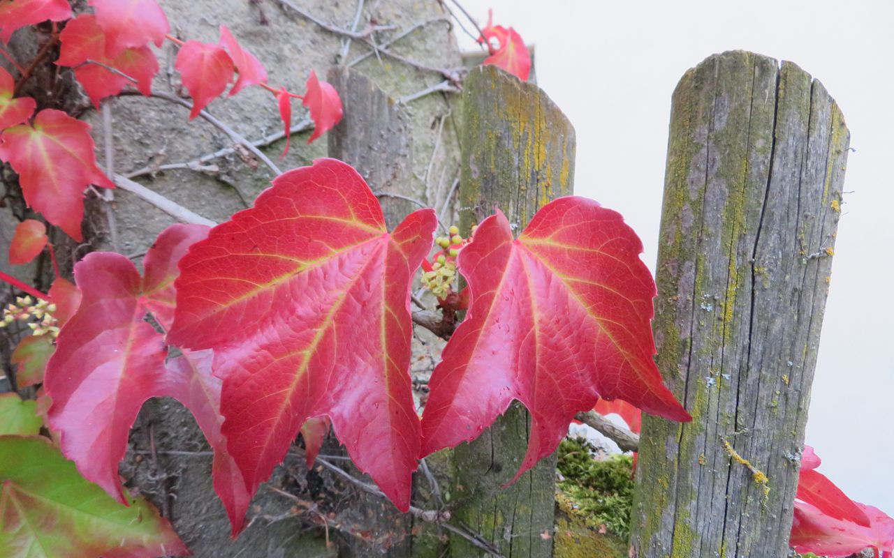 Herbstblüte