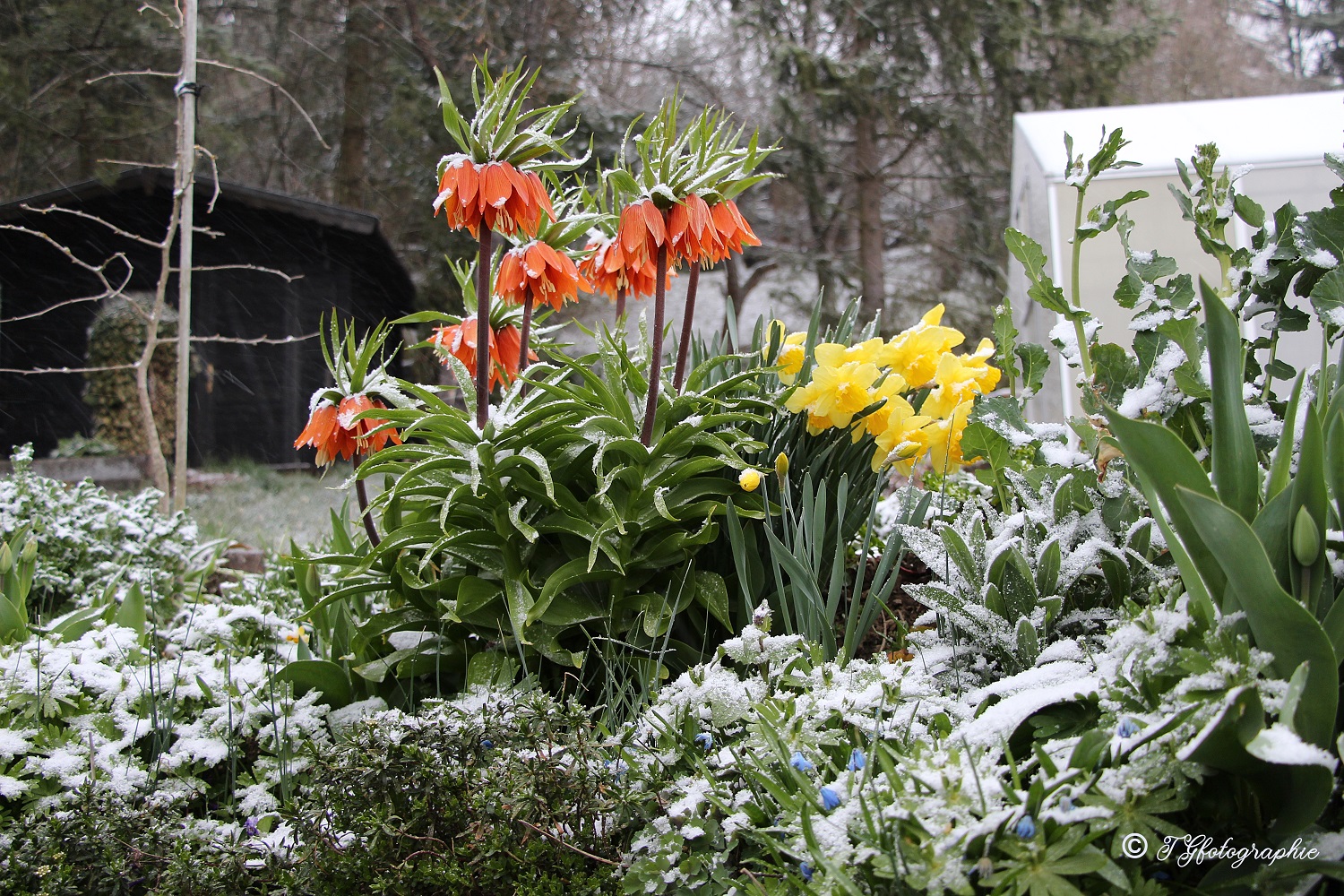 Schnee im April